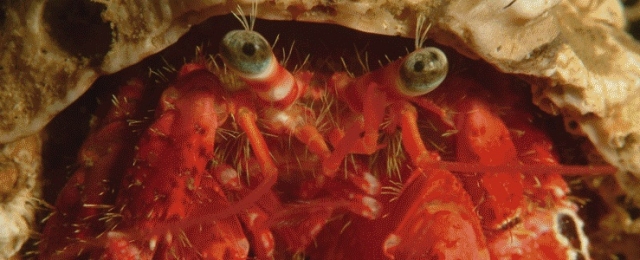  Buceo en el Mediterráneo Ile d' O 